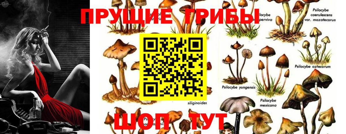 Псилоцибиновые грибы Psilocybine cubensis Магадан